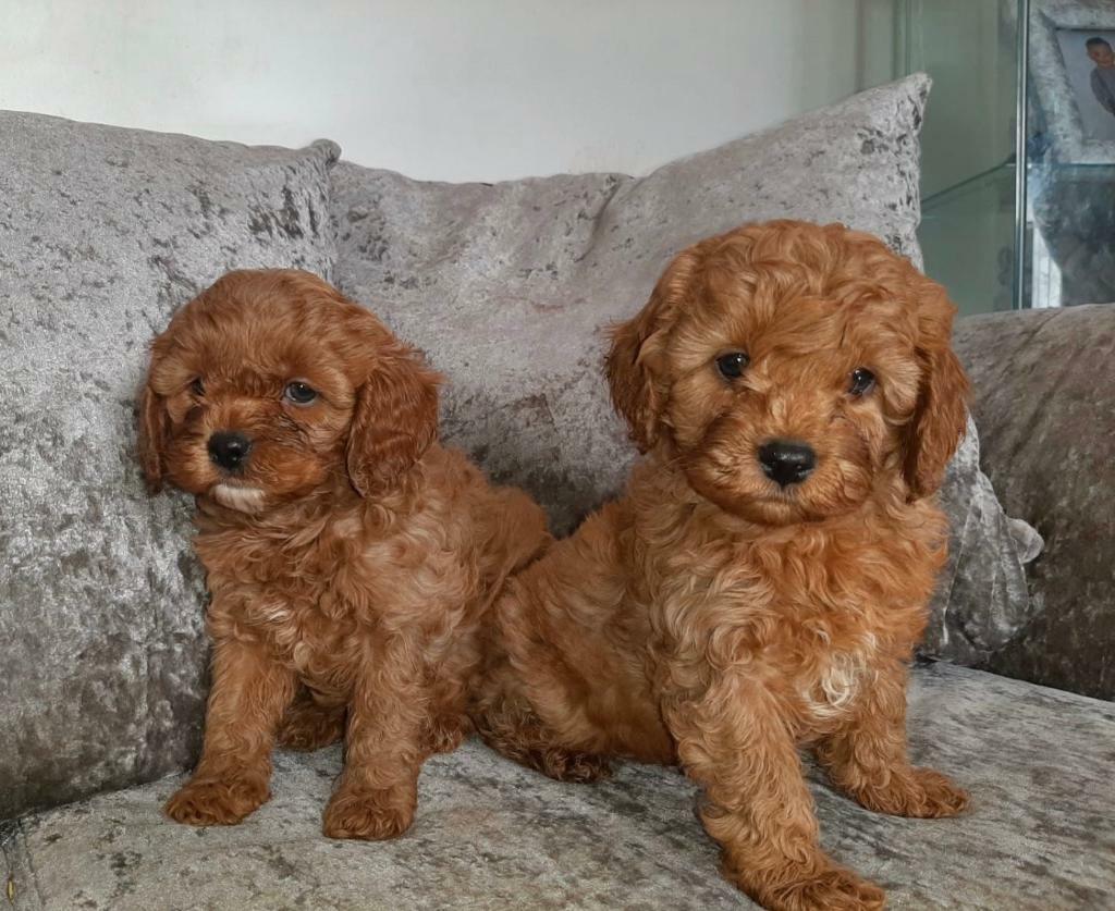 toy cavapoo